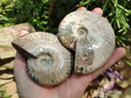 Polished Cleoniceras Ammonite Fossils x 2 From Tulear, Madagascar