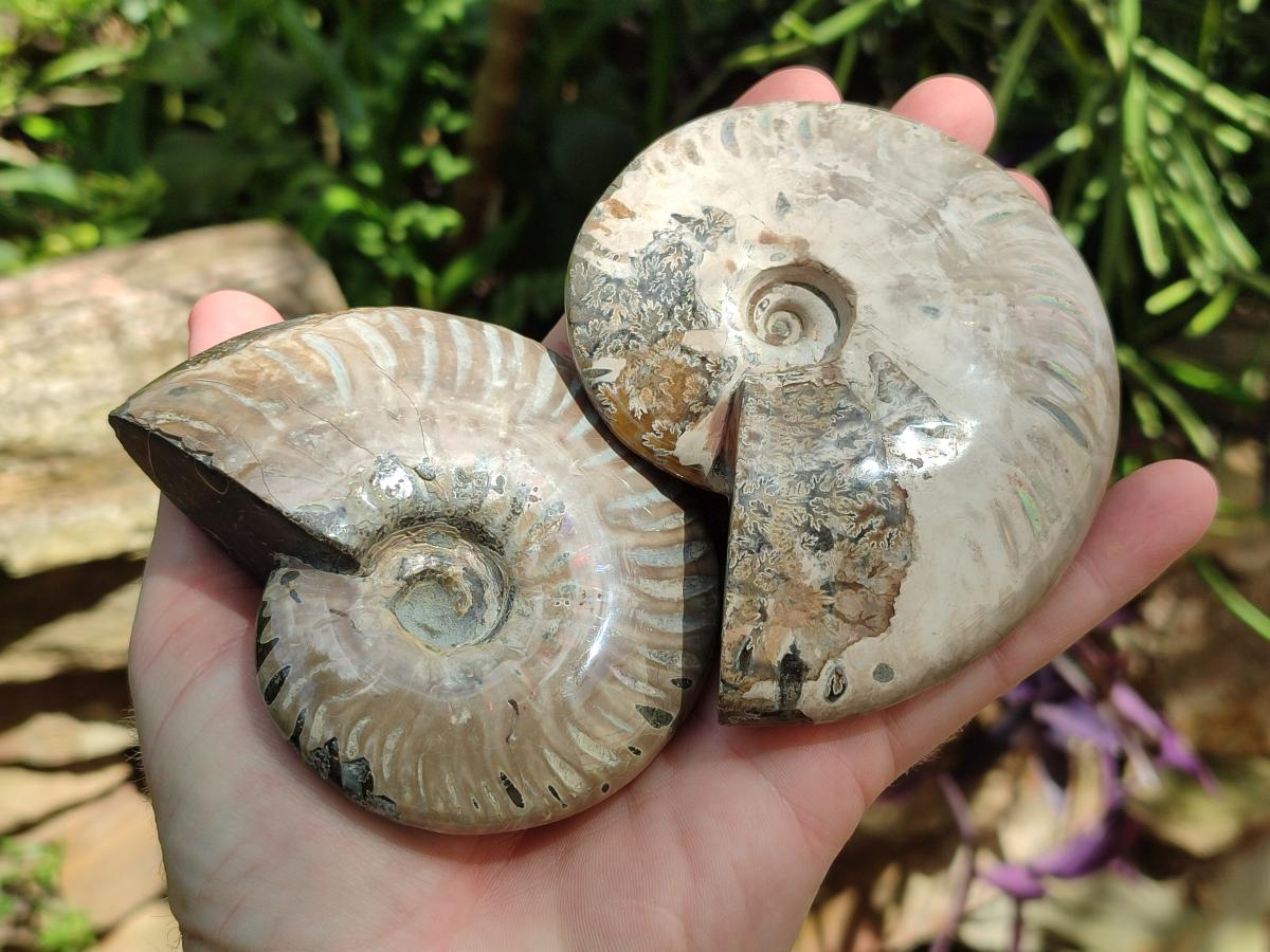Polished Cleoniceras Ammonite Fossils x 2 From Tulear, Madagascar