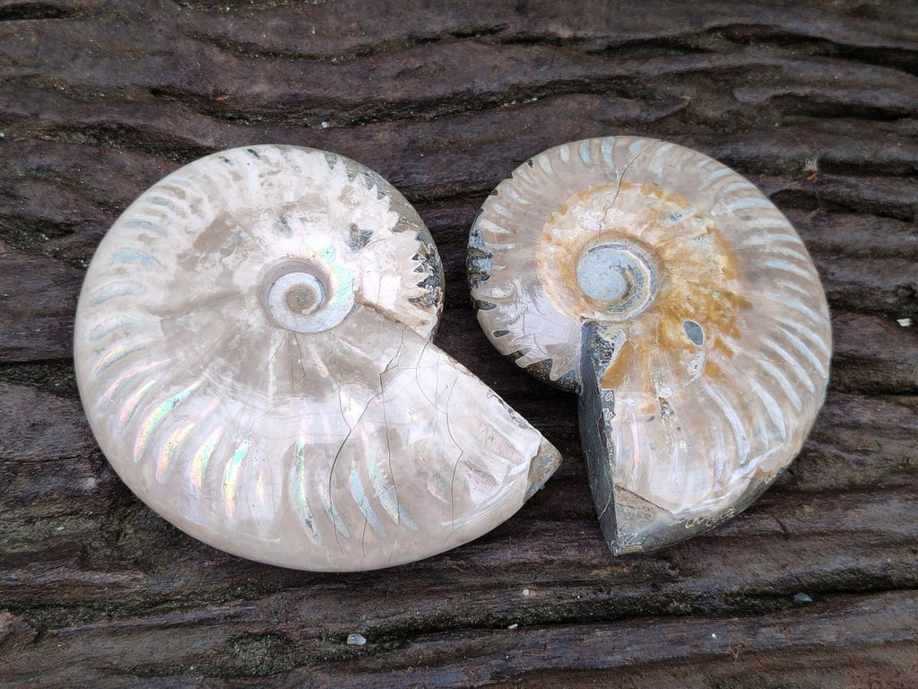 Polished Cleoniceras Ammonite Fossils x 2 From Tulear, Madagascar