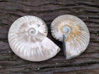 Polished Cleoniceras Ammonite Fossils x 2 From Tulear, Madagascar
