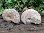 Polished Cleoniceras Ammonite Fossils x 2 From Tulear, Madagascar