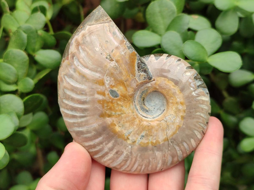 Polished Cleoniceras Ammonite Fossils x 2 From Tulear, Madagascar