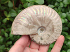 Polished Cleoniceras Ammonite Fossils x 2 From Tulear, Madagascar