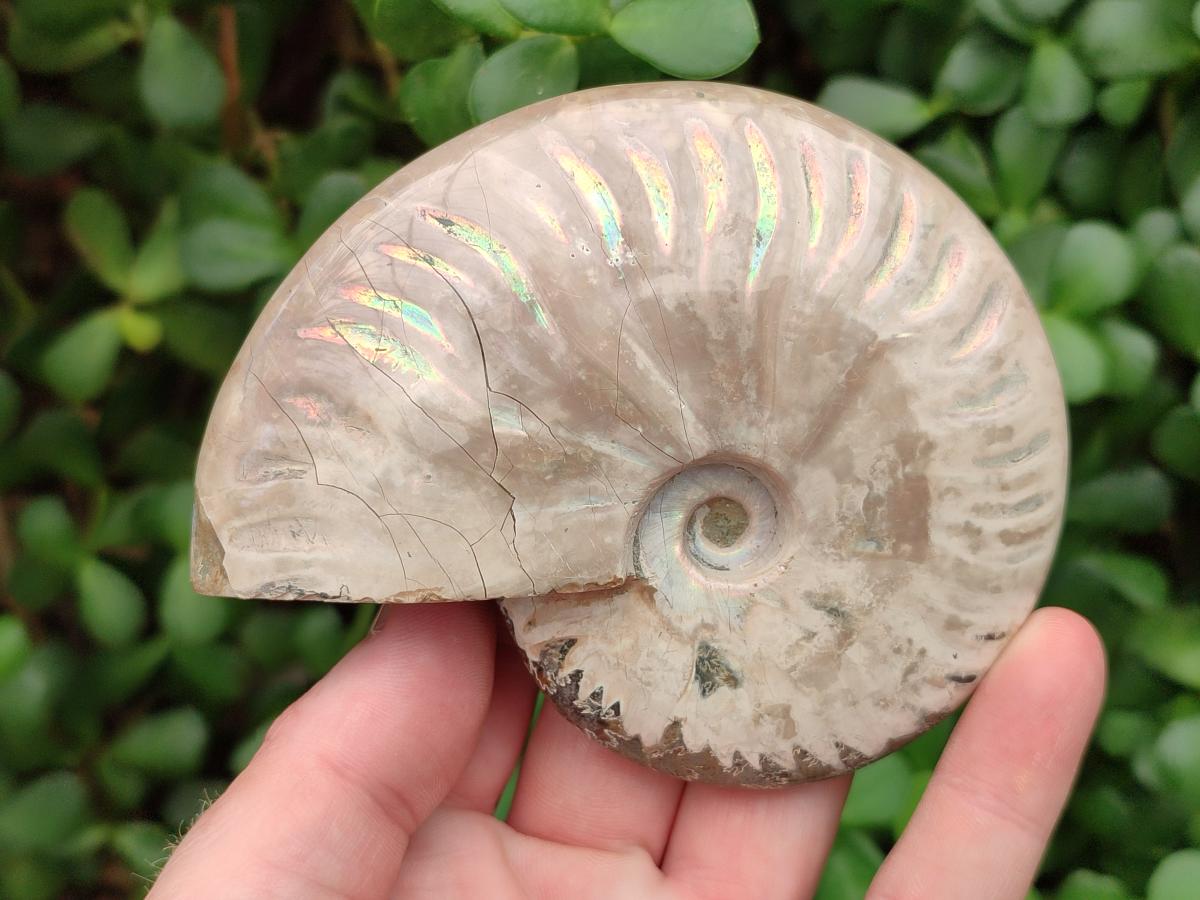 Polished Cleoniceras Ammonite Fossils x 2 From Tulear, Madagascar