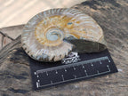 Polished Cleoniceras Ammonite Fossils x 2 From Tulear, Madagascar
