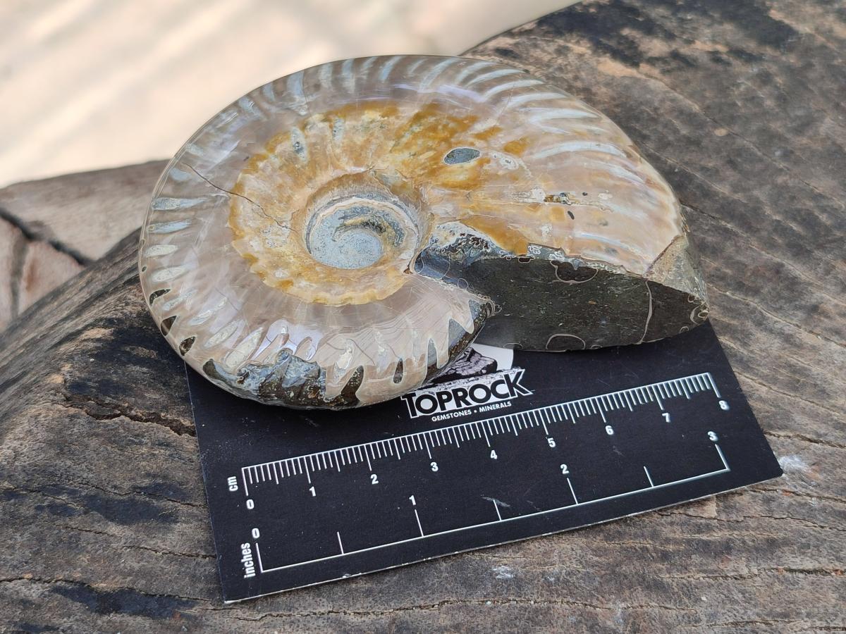 Polished Cleoniceras Ammonite Fossils x 2 From Tulear, Madagascar