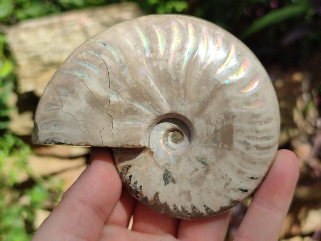 Polished Cleoniceras Ammonite Fossils x 2 From Tulear, Madagascar