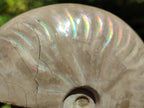 Polished Cleoniceras Ammonite Fossils x 2 From Tulear, Madagascar