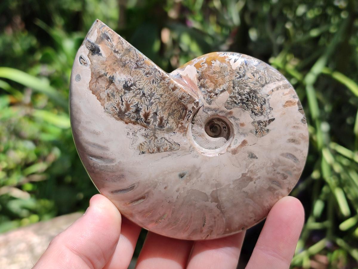 Polished Cleoniceras Ammonite Fossils x 2 From Tulear, Madagascar