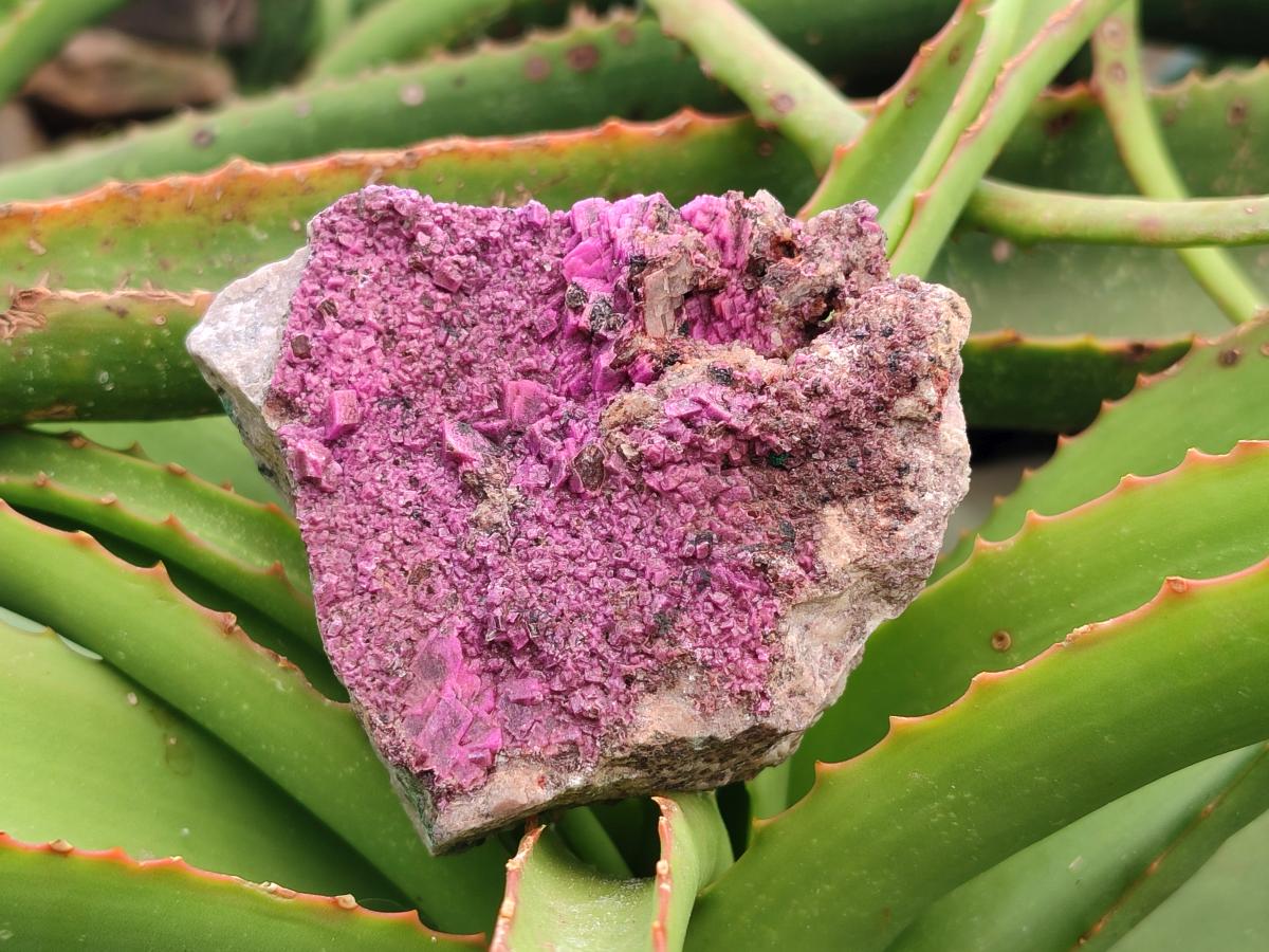 Natural Salrose Cobaltion Dolomite Specimens x 2 From Kakanda, Congo