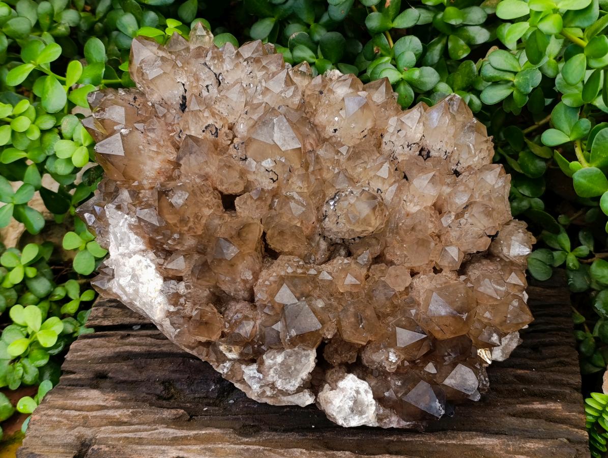 Natural XL Phantom Cascading Smokey Luena Quartz Cluster x 1 From Luena, Congo