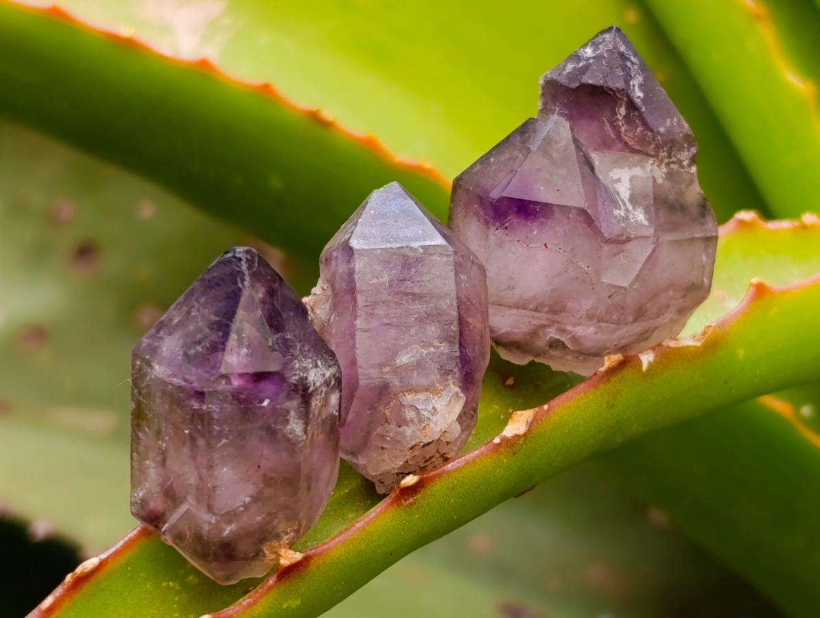 Natural Window Amethyst Crystals x 70 From Chiredzi, Zimbabwe