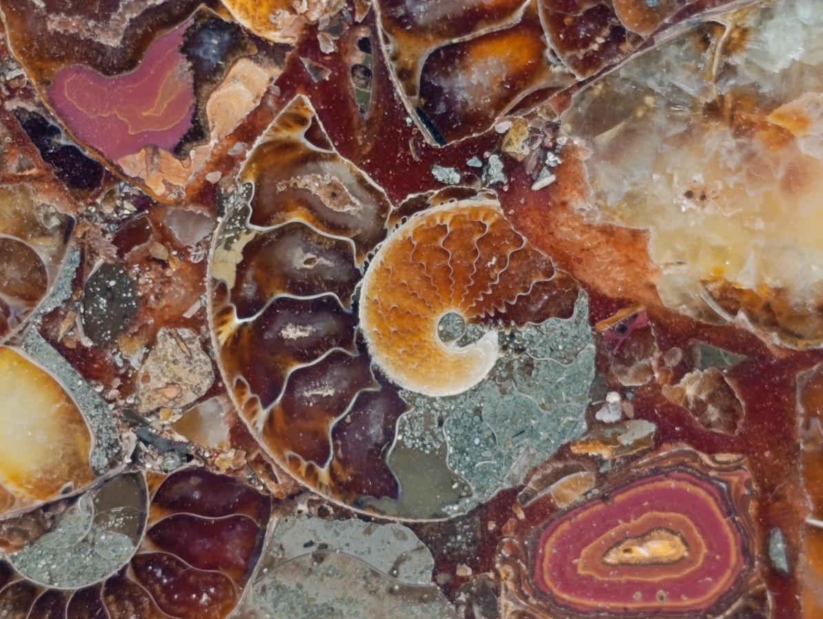 Hand Made Ammonite Conglomerate Coffee Table Coasters x 6 From Mahajanga, Madagascar