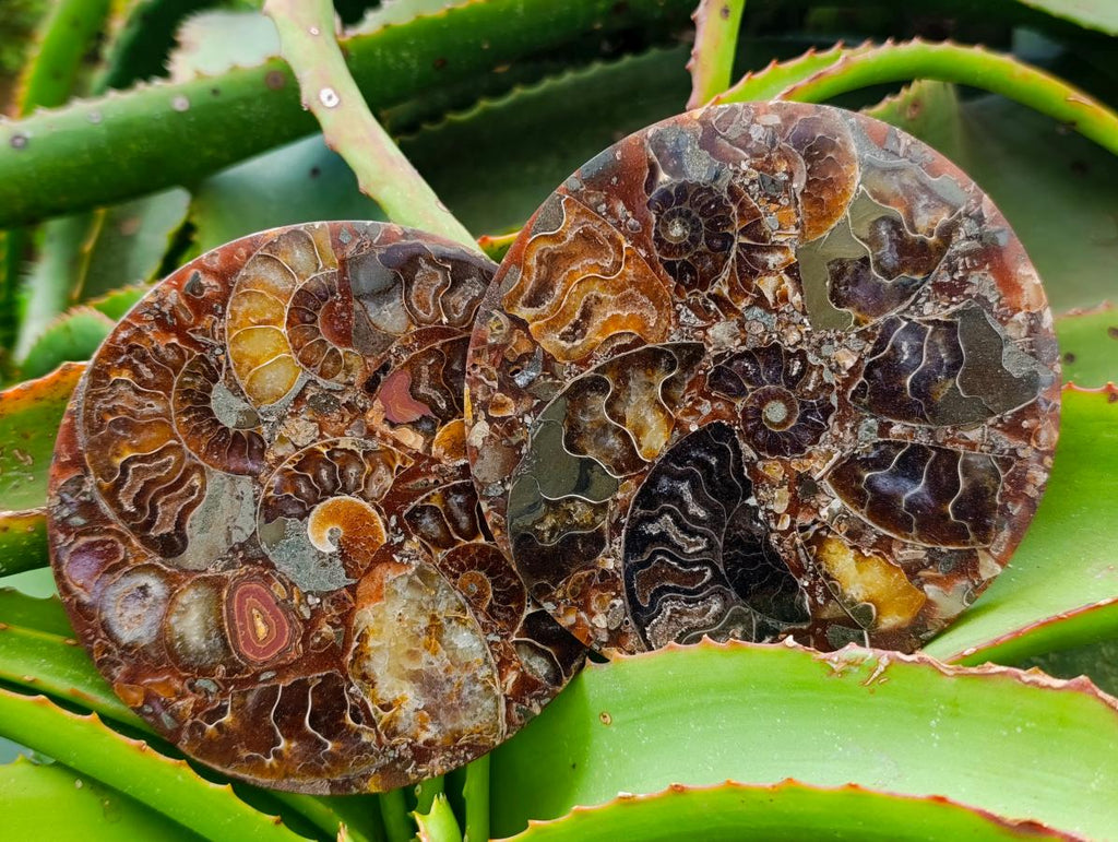 Hand Made Ammonite Conglomerate Coffee Table Coasters x 6 From Mahajanga, Madagascar