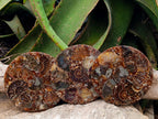 Hand Made Ammonite Conglomerate Coffee Table Coasters x 6 From Mahajanga, Madagascar
