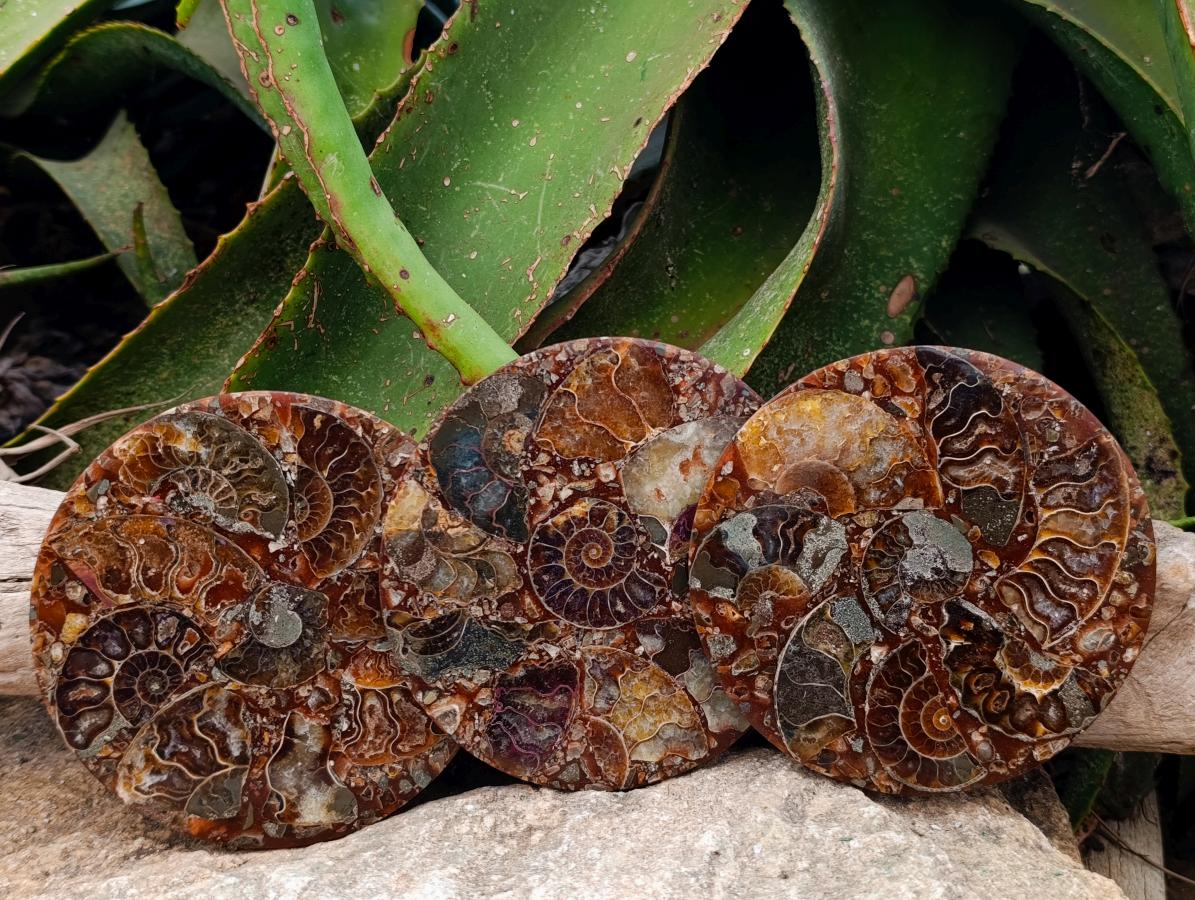 Hand Made Ammonite Conglomerate Coffee Table Coasters x 6 From Mahajanga, Madagascar