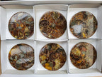 Hand Made Ammonite Conglomerate Coffee Table Coasters x 6 From Mahajanga, Madagascar