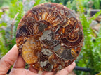 Hand Made Ammonite Conglomerate Coffee Table Coasters x 6 From Mahajanga, Madagascar