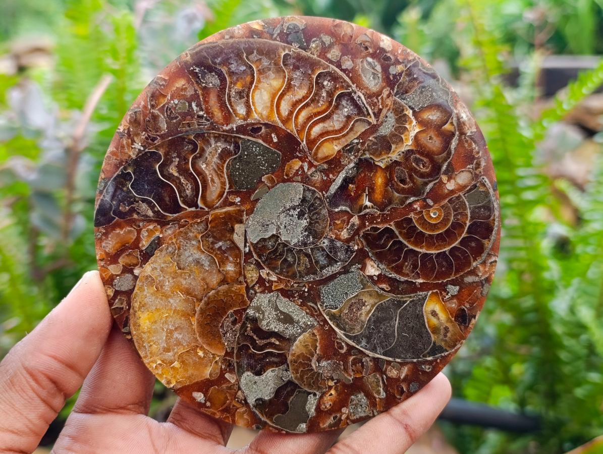 Hand Made Ammonite Conglomerate Coffee Table Coasters x 6 From Mahajanga, Madagascar