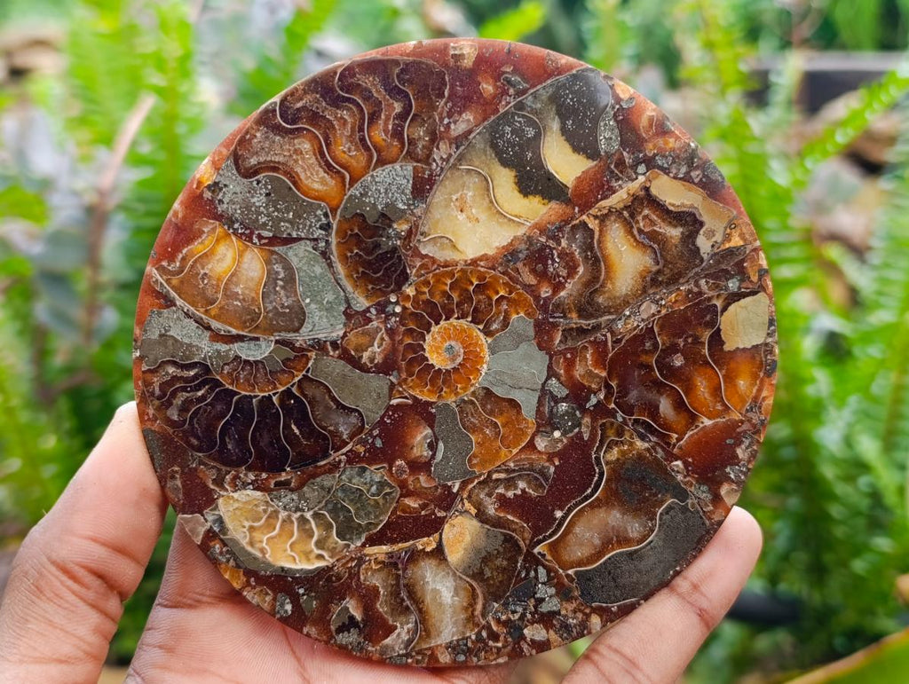 Hand Made Ammonite Conglomerate Coffee Table Coasters x 6 From Mahajanga, Madagascar