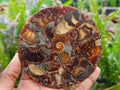 Hand Made Ammonite Conglomerate Coffee Table Coasters x 6 From Mahajanga, Madagascar