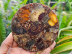 Hand Made Ammonite Conglomerate Coffee Table Coasters x 6 From Mahajanga, Madagascar