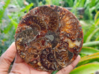 Hand Made Ammonite Conglomerate Coffee Table Coasters x 6 From Mahajanga, Madagascar