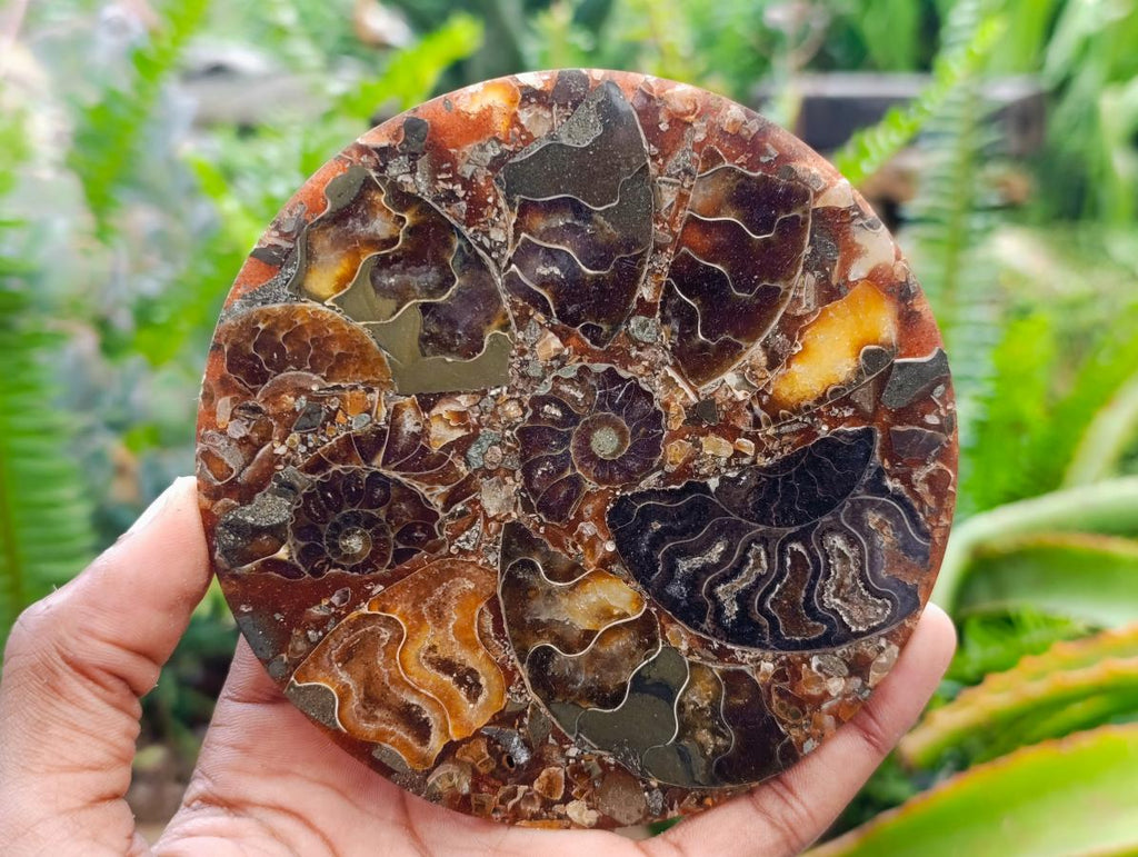 Hand Made Ammonite Conglomerate Coffee Table Coasters x 6 From Mahajanga, Madagascar