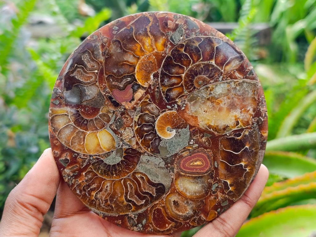 Hand Made Ammonite Conglomerate Coffee Table Coasters x 6 From Mahajanga, Madagascar