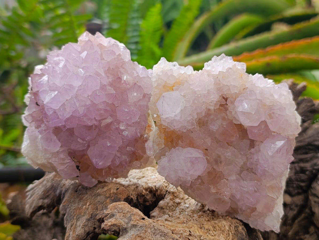 Natural Amethyst Spirit Clusters x 6 From Boekenhouthoek, South Africa