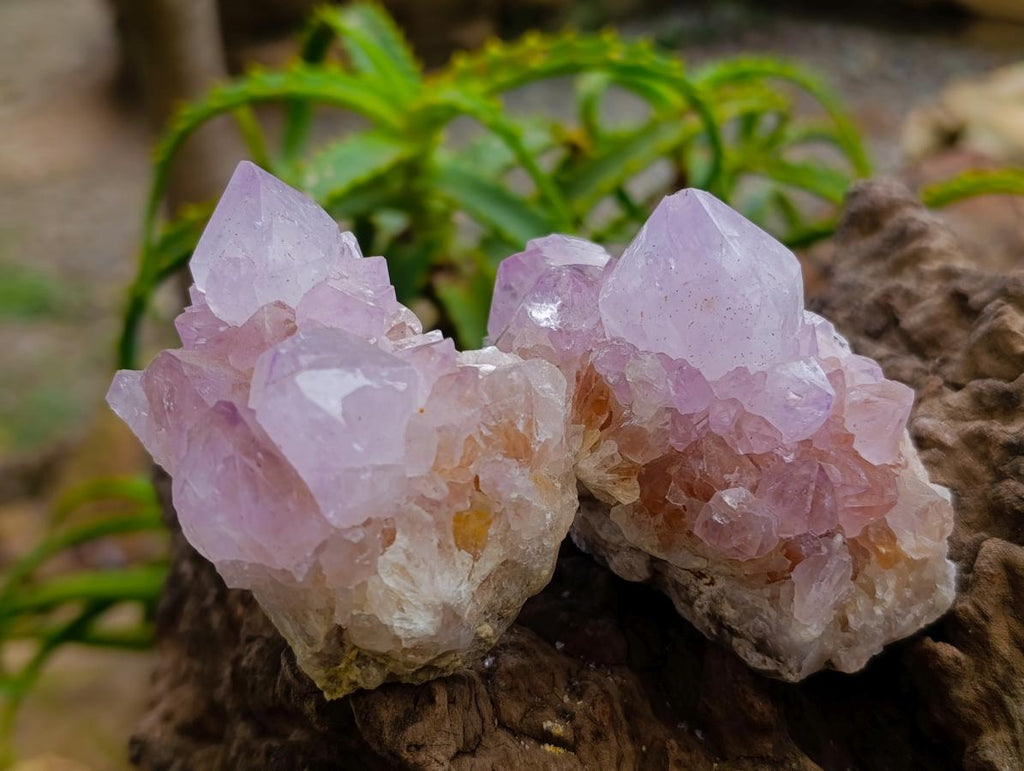 Natural Amethyst Spirit Clusters x 6 From Boekenhouthoek, South Africa