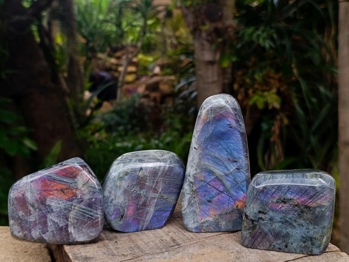 Polished Rare Purple Sunset Flash Labradorite Standing Free Forms x 4 From Madagascar