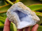 Natural Blue Lace Agate Geode Specimens x 12 From Nsanje, Malawi