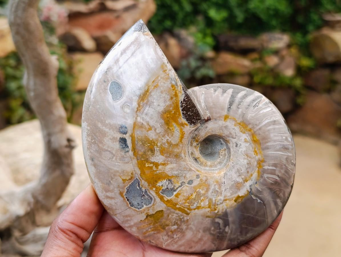 Polished Cleoniceras Red Ammolite Opalized Ammonite Fossils x 2 From Tulear, Madagascar