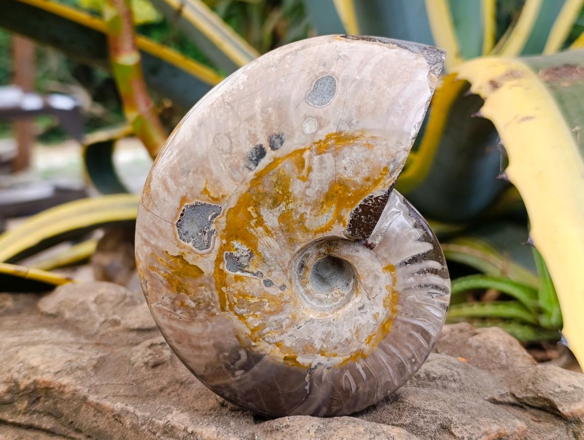 Polished Cleoniceras Red Ammolite Opalized Ammonite Fossils x 2 From Tulear, Madagascar