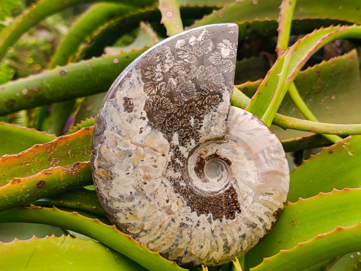 Polished Cleoniceras Red Ammolite Opalized Ammonite Fossils x 2 From Tulear, Madagascar