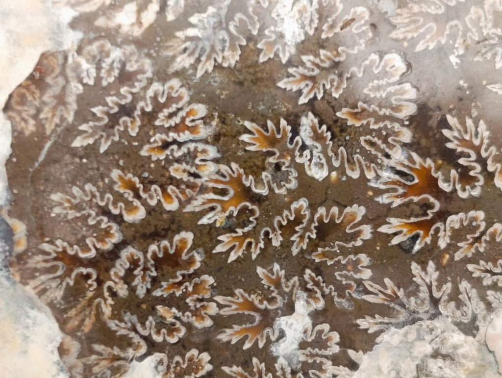 Polished Cleoniceras Red Ammolite Opalized Ammonite Fossils x 2 From Tulear, Madagascar