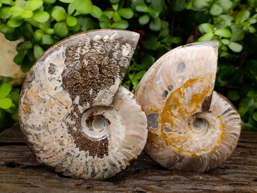 Polished Cleoniceras Red Ammolite Opalized Ammonite Fossils x 2 From Tulear, Madagascar