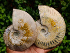 Polished Cleoniceras Red Ammolite Opalized Ammonite Fossils x 2 From Tulear, Madagascar