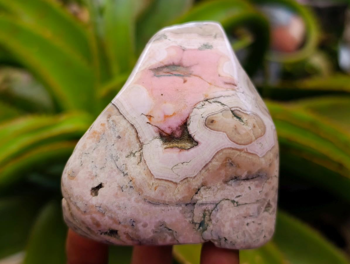 Polished Cobaltion Calcite in Dolomite Free Forms x 6 From Kakanda, Congo