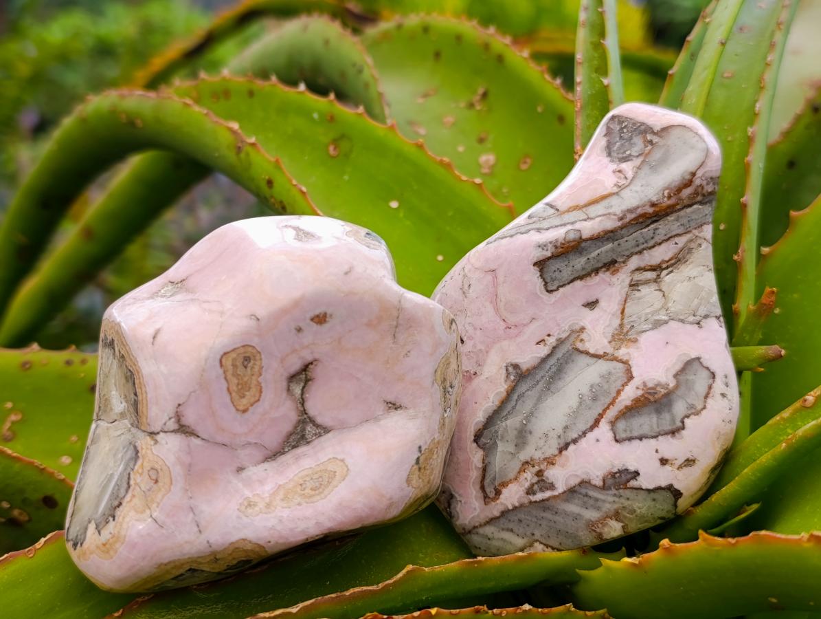 Polished Cobaltion Calcite in Dolomite Free Forms x 6 From Kakanda, Congo