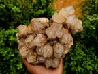 Natural Large White Phantom Cascading Smokey Luena Quartz Cluster x 1 From Luena, Congo