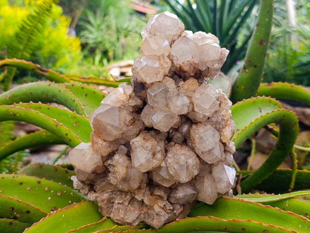 Natural Large White Phantom Cascading Smokey Luena Quartz Cluster x 1 From Luena, Congo