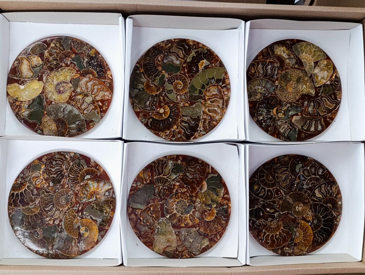Hand Made Ammonite Conglomerate Coffee Table Coasters x 6 From Mahajanga, Madagascar