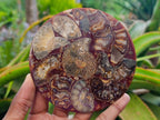Hand Made Ammonite Conglomerate Coffee Table Coasters x 6 From Mahajanga, Madagascar
