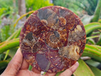 Hand Made Ammonite Conglomerate Coffee Table Coasters x 6 From Mahajanga, Madagascar