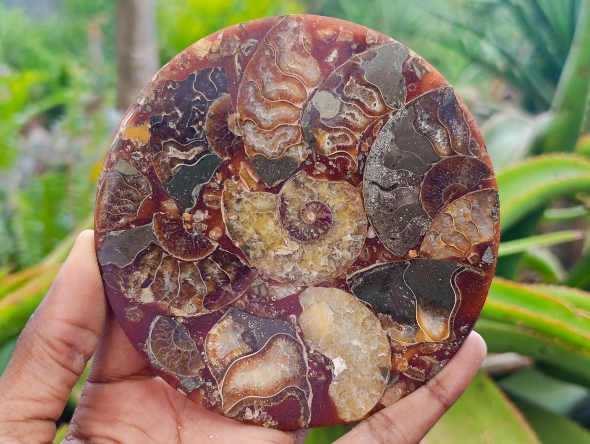 Hand Made Ammonite Conglomerate Coffee Table Coasters x 6 From Mahajanga, Madagascar