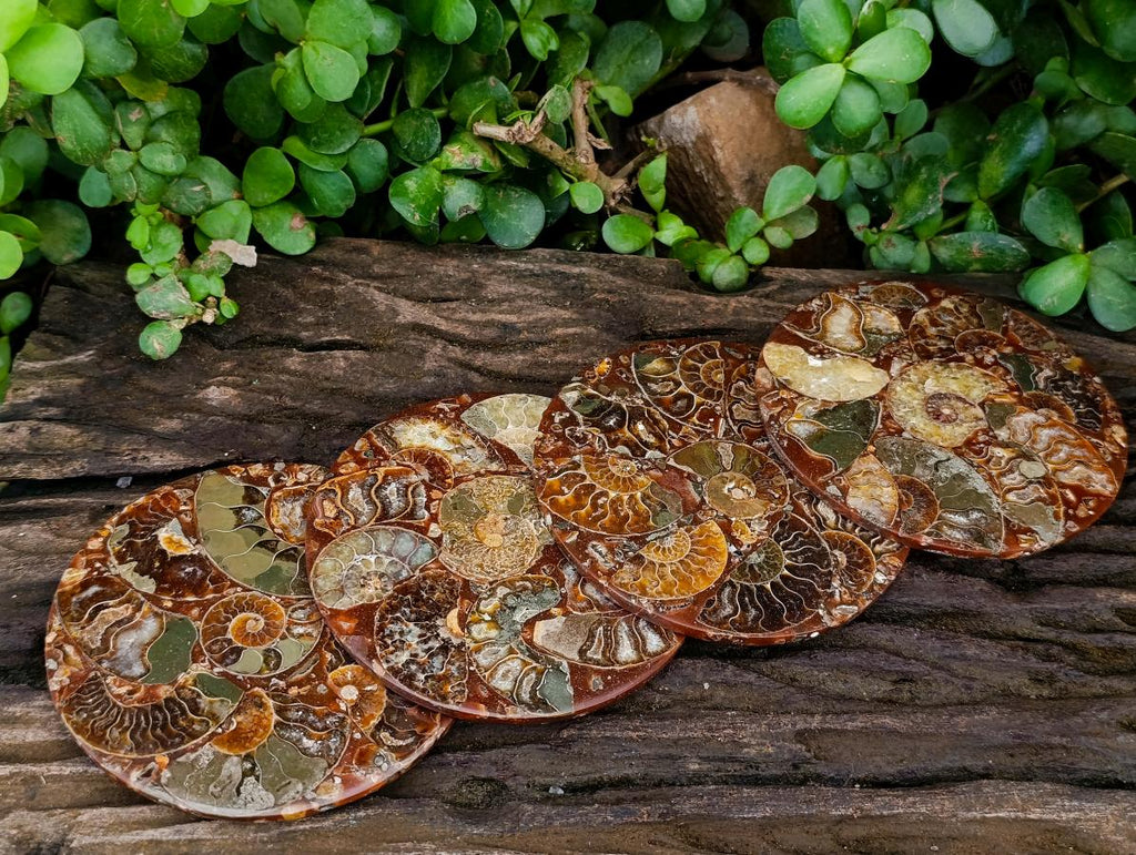 Hand Made Ammonite Conglomerate Coffee Table Coasters x 6 From Mahajanga, Madagascar