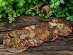 Hand Made Ammonite Conglomerate Coffee Table Coasters x 6 From Mahajanga, Madagascar