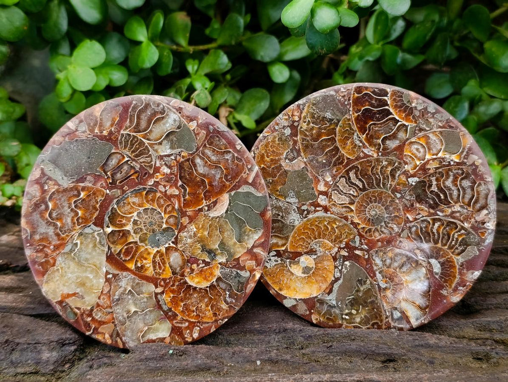 Hand Made Ammonite Conglomerate Coffee Table Coasters x 6 From Mahajanga, Madagascar